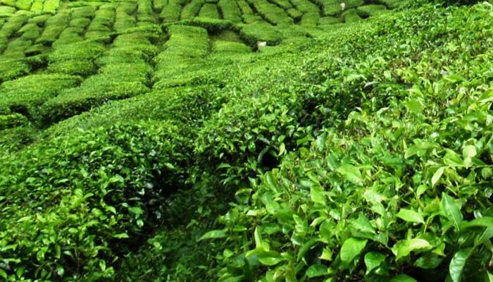 Current tea auction system not helpful in finding best price in North India: Producer – Dainik Savera Times