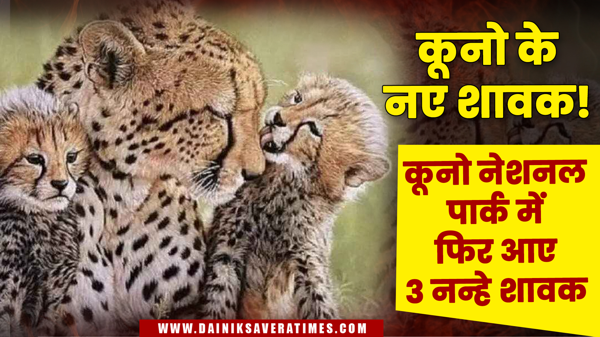 कूनो राष्ट्रीय उद्यान में नामीबियाई चीता ने तीन शावकों को जन्म दिया