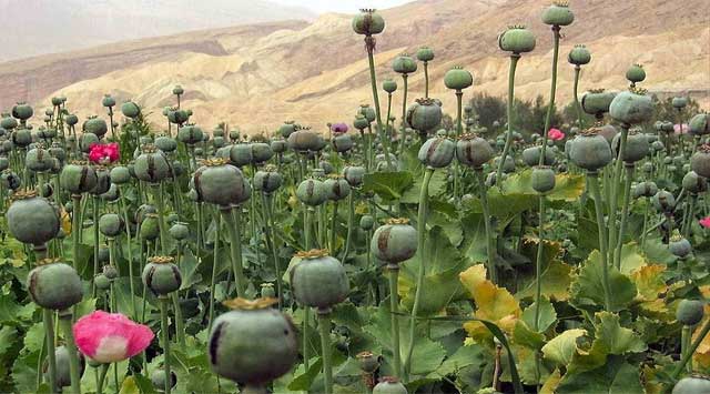 Opium crop is flourishing in thousands of acres of area in Jharkhand