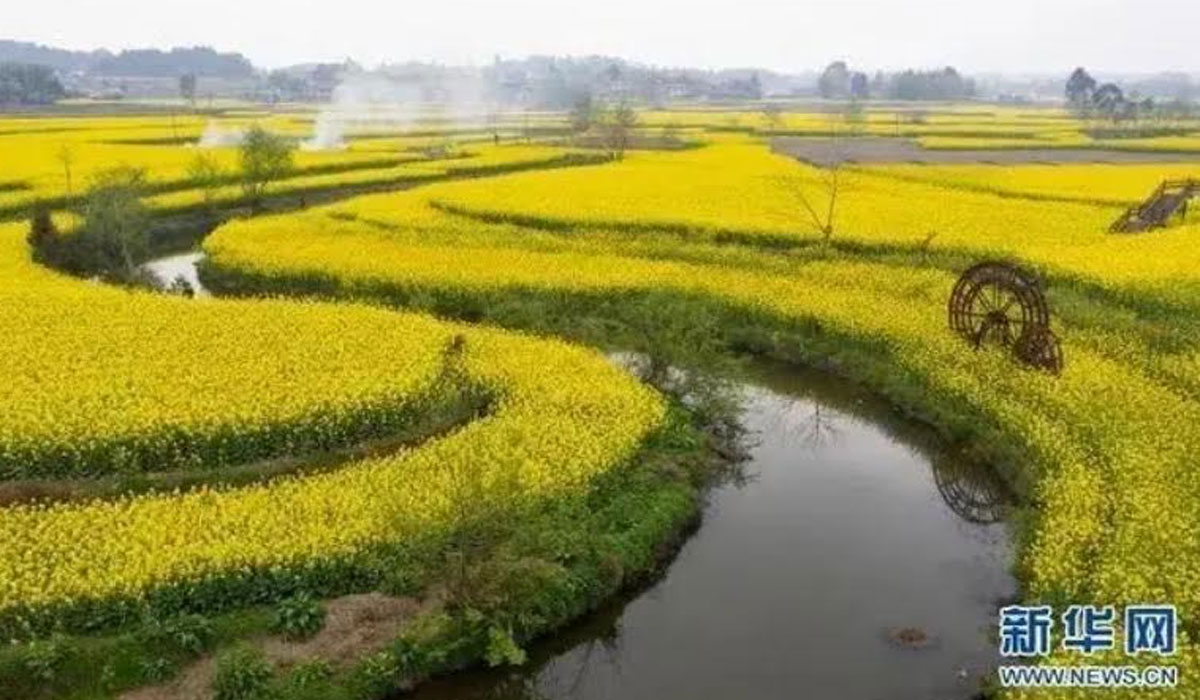 China strengthens intellectual property protection to help revive seed industry – Dainik Savera Times