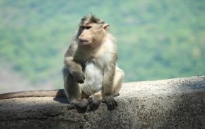 Haryana News : हांसी में बंदर का हमला, मासूम के सिर पर लगे 11 टांके