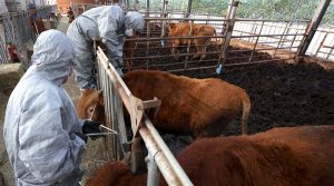 South Korea में बढ़ रहे हैं Lumpy skin Disease के मामले, कृषि मंत्रालय ने दी जानकारी
