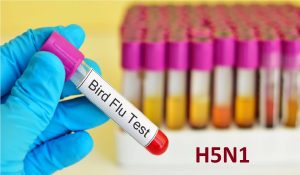 अमेरिका में बढ़ा Bird Flu का खतरा, पहले व्यक्ति की हुई मौत, H5N1 वायरस से था संक्रमित
