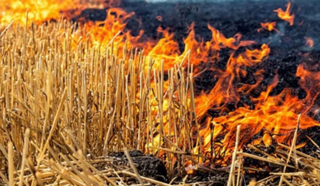 Stubble Burning