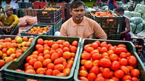 ताजा फसल की आपूर्ति बढ़ने से टमाटर की कीमतों में 22.5% की आयी गिरावट