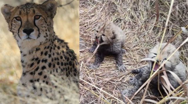 मध्य प्रदेश के कुनो राष्ट्रीय उद्यान में चीता नीरवा ने शावकों को दिया जन्म