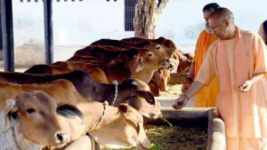 गोवंश के हित में गोचर भूमि का शत प्रतिशत उपयोग कर रही योगी सरकार