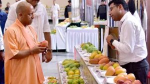आम के निर्यात पर योगी सरकार का फोकस, निर्यात की संभावनाओं के मद्देनजर वैज्ञानिक उपज और गुणवत्ता बढ़ाने में लगे