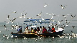 महाकुंभ : संगम की कलकल में दिख रही 90 से ज्यादा प्रजातियों के पक्षियों की कलरव