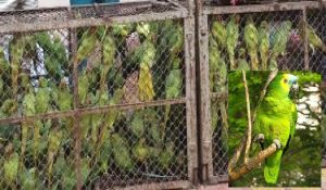 तस्करी कर लाए गए 200 तोते वन क्षेत्र में पिंजड़े से आजाद किए गए
