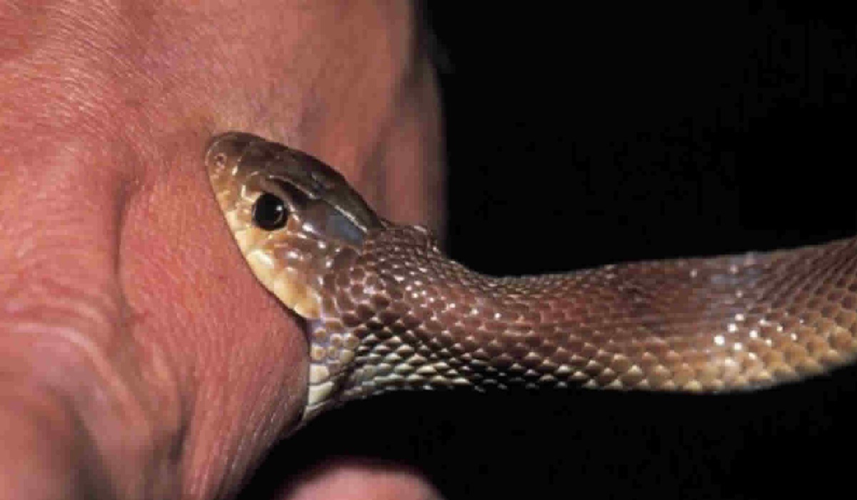 snake