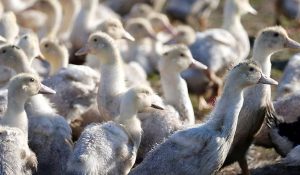 New York में तेजी से बढ़ रहा Bird Flu, 5 दिनों के लिए बंद की गई लाइव पोल्ट्री मार्केट
