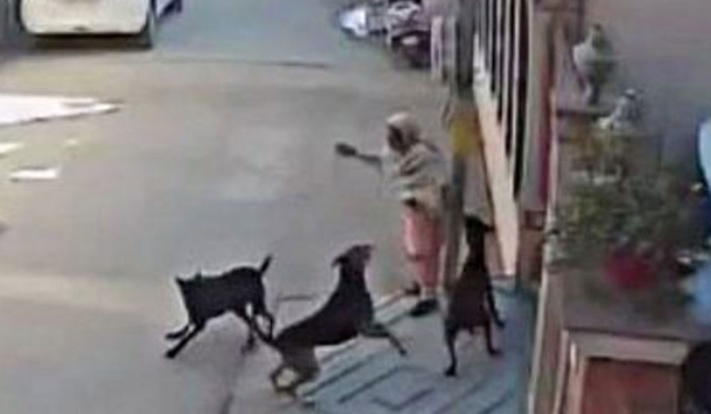 Jalandhar Woman Attacked Dogs