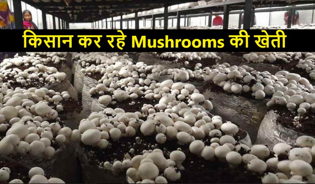 Mushrooms