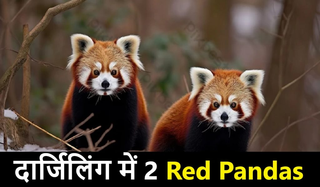 Red Pandas