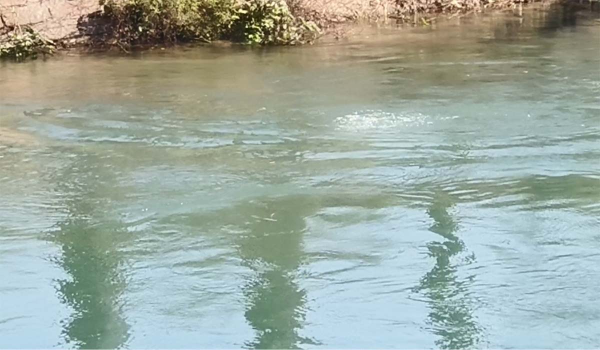 नहर में हवन सामग्री प्रवाहित करने गए मां-बेटा बहे, मां का मिला श.व, बेटे की तलाश जारी