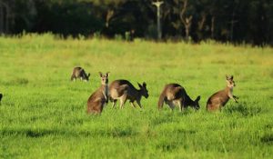 Australia: 98 कंगारुओं की मौत के मामले में एक आरोपी गिरफ्तार