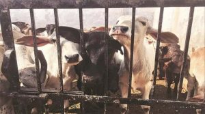 जम्मू पुलिस ने गौवंश तस्करी के प्रयास को किया विफल, 25 गोवंश को बचाया, 3 तस्कर गिरफ्तार, मामला दर्ज