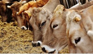 UP : प्रधान के लड़के ने मानवता को किया शर्मसार, मृत गायों को ट्रैक्टर से घसीटा और वीडियो किया अपलोड