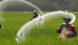 रबी सीजन के लिए पंजाब में है पर्याप्त यूरिया का स्टॉक