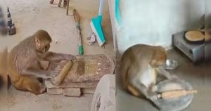 ‘रानी’ बंदरिया बनाती है रोटी मांजती है बर्तन, अब तक मालिक को चैनल से कामकर दिया 15 लाख!