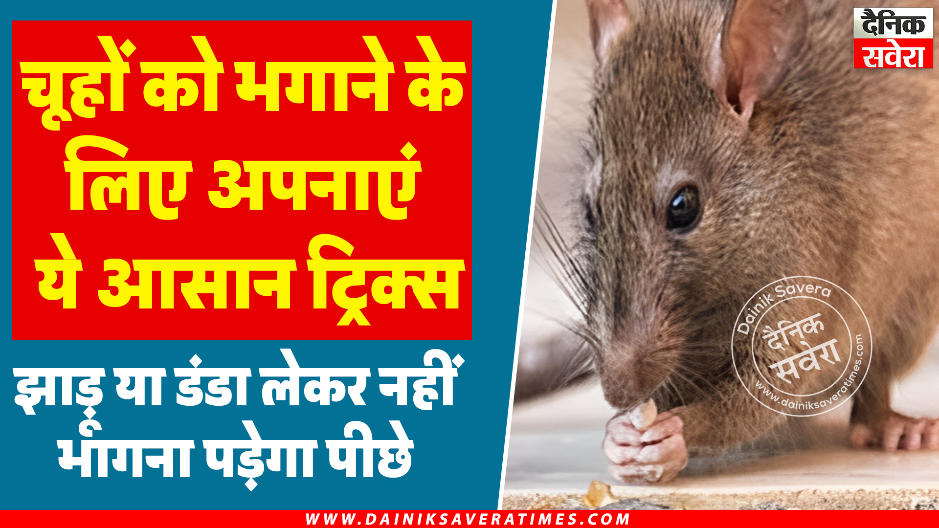 चूहों को भगाने के लिए अपनाएं ये आसान ट्रिक्स, झाड़ू या डंडा लेकर नहीं भागना पड़ेगा पीछे