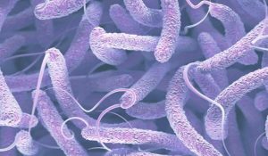 इस देश में तेजी से फैल रहा है Cholera, सामने आए 119 मामले, 12 लाेगाें की हुई मौत