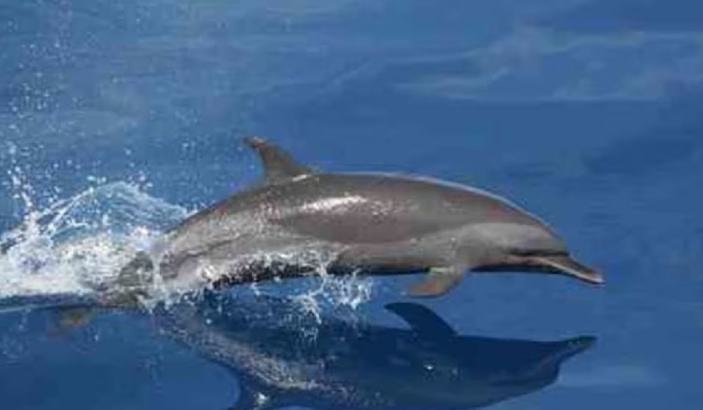 Dolphin Sanctuary