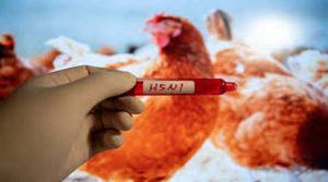 Bird Flu : अमेरिका में बर्ड फ्लू का दिखा कहर… एक व्यक्ति की हुई मौत, बढ़ा H5N1 वायरस का खतरा!