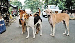 कुत्तों के काटने से हर साल होती है इतने लोगों की मौत… रिसर्ज में हुआ ये बड़ा खुलासा