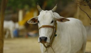 मानवता हुई शर्मसार, अल्ताफ, मदीन और मोहम्मद ने गर्भवती गाय की धारदार हथियार से की हत्या