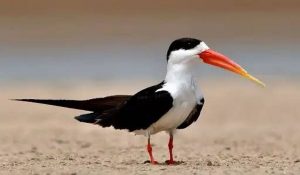 Bird Festival को लेकर सारी तैयारियां पूरी, Skimmer पक्षी को बनाया गया बर्ड फेस्टिवल का मैसकट