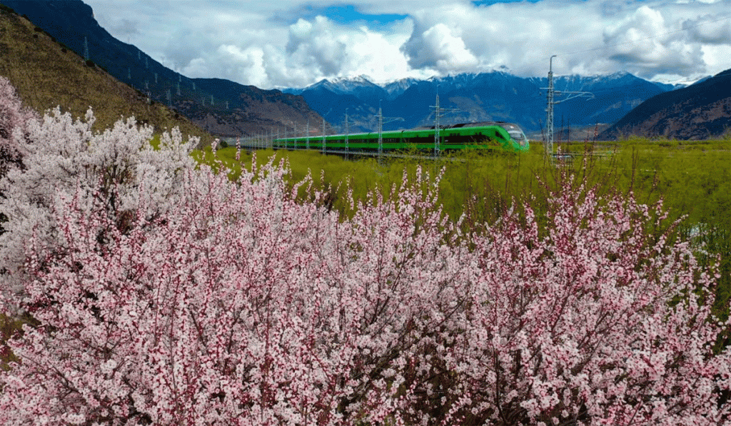 Peach Blossoms in Nyingchi