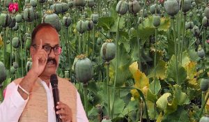 Harshvardhan Sapkal ने बुलढाणा में भांग की खेती पर चिंता जताई, जांच की मांग की