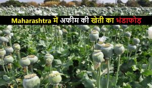 Maharashtra में अफीम की खेती का भंडाफोड़, 12.61 करोड़ के पौधे जब्त