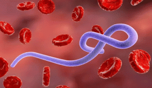 Ebola Virus को लेकर दक्षिण कोरिया में अलर्ट, 7 अफ्रीकी देशों से आने वाले लोगों के लिए नियम होंगे सख्त