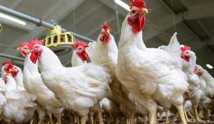 Chhattisgarh Bird Flu : बर्ड फ्लू का प्रकोप, प्रशासन ने की कड़ी कार्रवाई… मारे गए 17,000 मुर्गी और बटेर