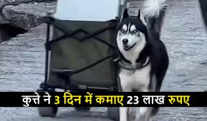 कुत्ते ने 3 दिन में कमाए 23 लाख रुपए… तरीका जान हैरान रह जाएंगे आप
