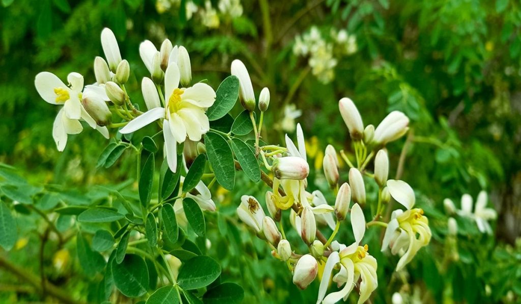 flower