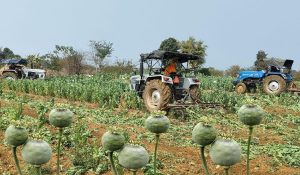 Jharkhand में 125 करोड़ से अधिक मूल्य की अफीम की फसल नष्ट, 86 गिरफ्तार
