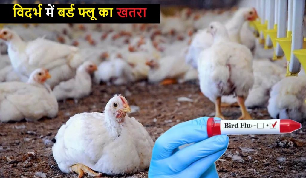 Bird Flu News