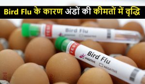 Bird Flu के कारण यूरोपीय संघ में अंडों की कीमतों में वृद्धि
