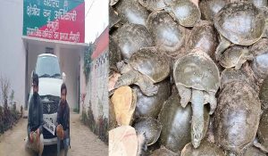 कछुओं की तस्करी करने वाले गिरोह का पर्दाफाश, 405 जिंदा कछुए जब्त