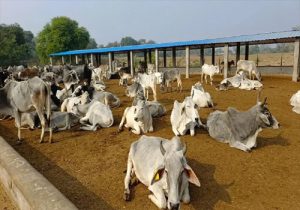 गौ सुरक्षा के लिए सरकार ने बजट 2014 के 2 करोड़ रुपये बढ़ाकर 425 करोड़ रुपये किया