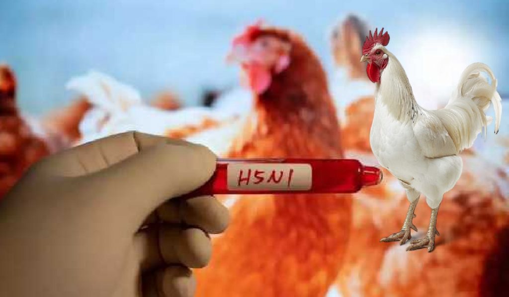 bird flu cases