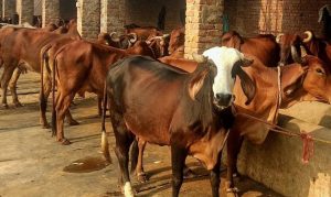 प्राकृतिक खेती के विकास की बुनियाद बनेंगे गोवंश, 10 गाय पालने पर 10 लाख रुपए तक आसान शर्तों पर मिलेगा ऋण
