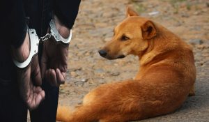युवक ने की कुत्ते की बेरहमी से हत्या तो अदालत ने उठाया यह कदम…