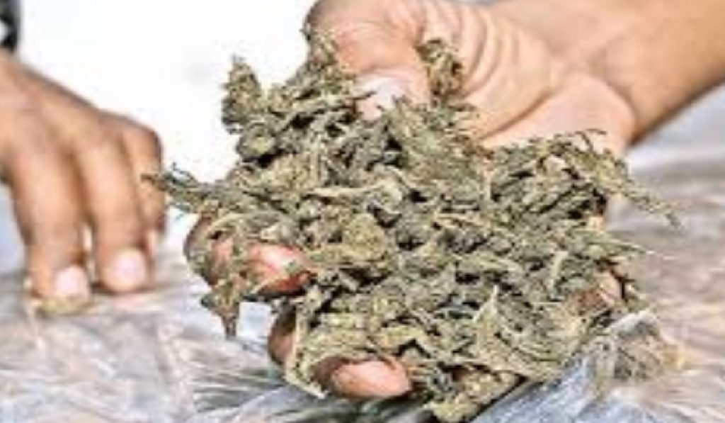 marijuana seized from polytechnic hostel