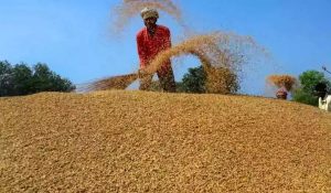 UP में 57.70 लाख मीट्रिक टन से अधिक की धान खरीद