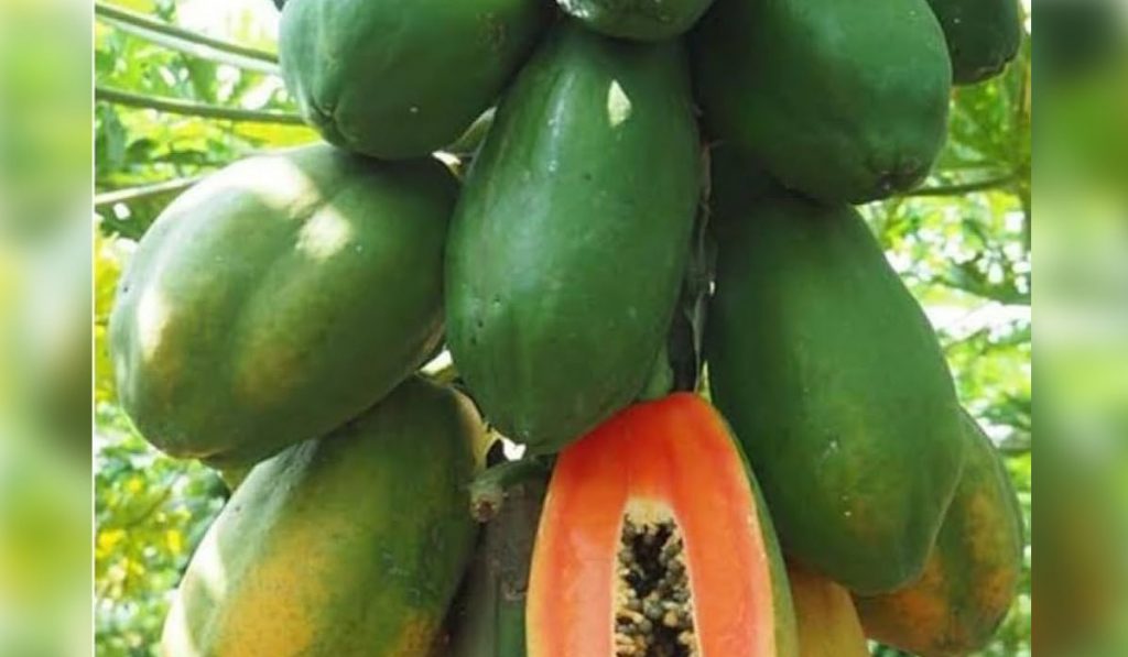 Papaya Juice Health Benifits